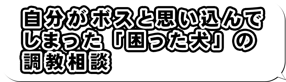 自分がボスだと思い込んでしまった「困った犬」の調教相談